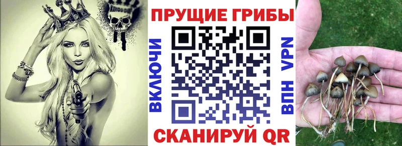 Псилоцибиновые грибы Psilocybine cubensis  Зея 